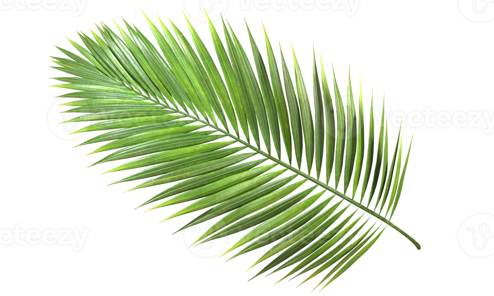 Clear tropics green palm foliage cut out transparent background 3d rendering png