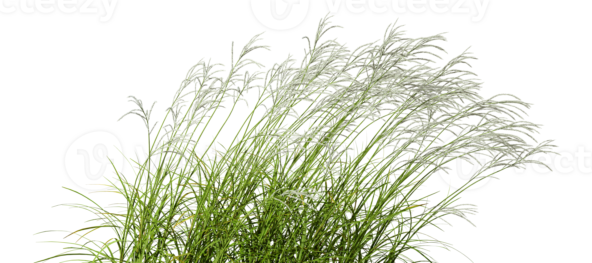 Nature meadow blowing in the wind cut out tranparent backgrounds 3d illustration file png