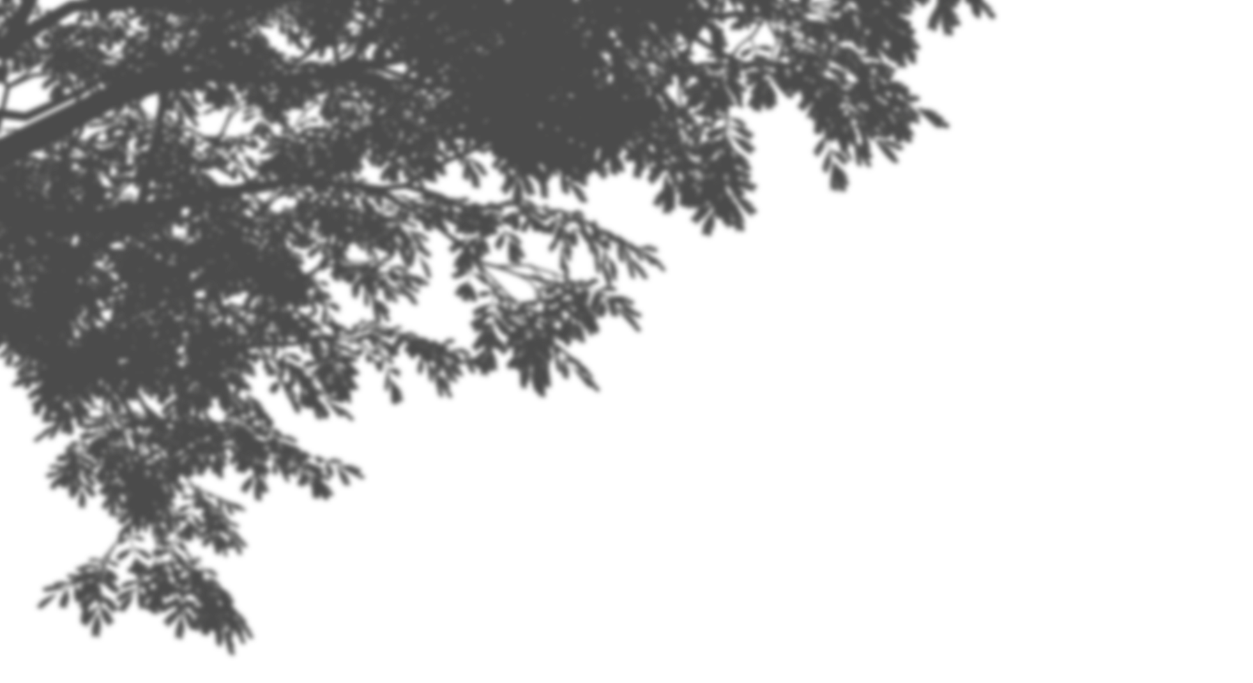 Shadow tree branches sunlight shade on transparent backgrounds 3d rendering png