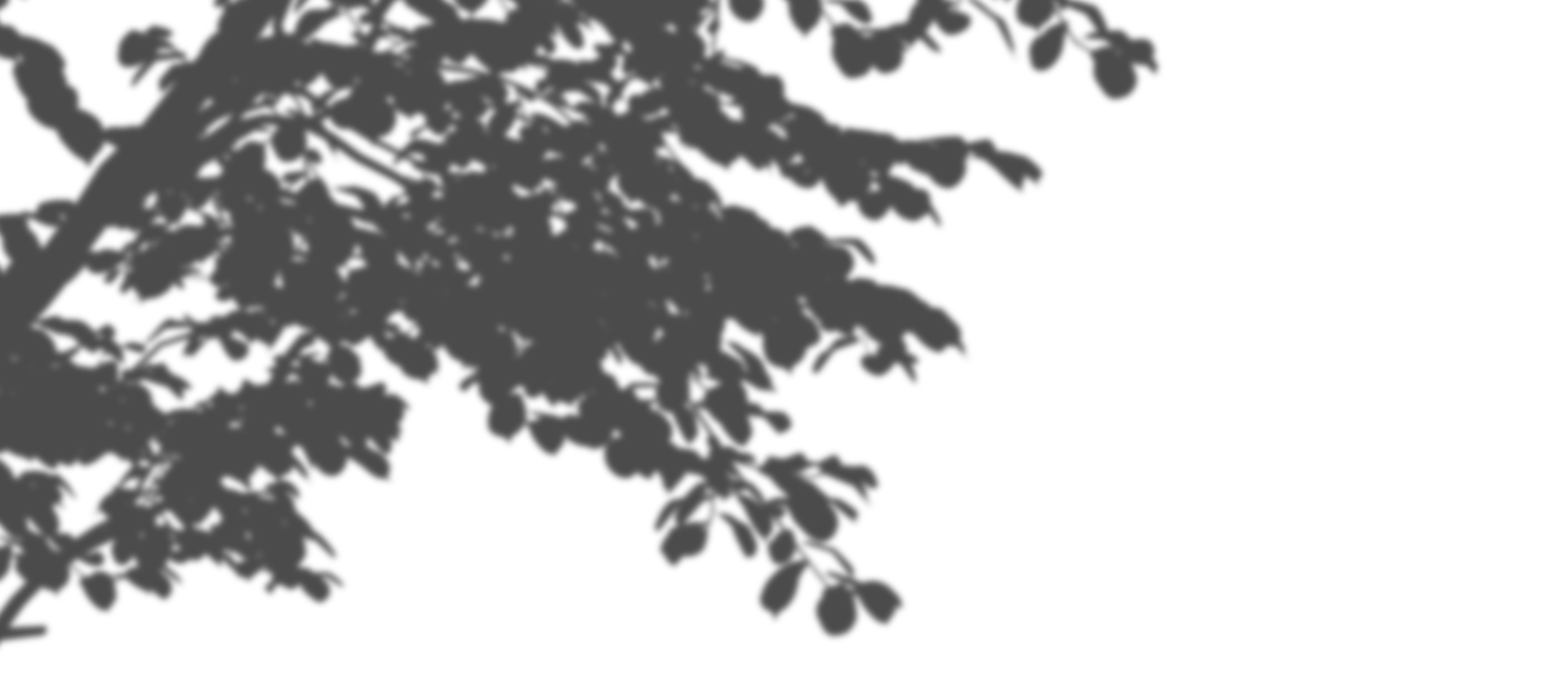 Cut out shadow foliage tree isolated on transparent backgrounds 3d rendering png
