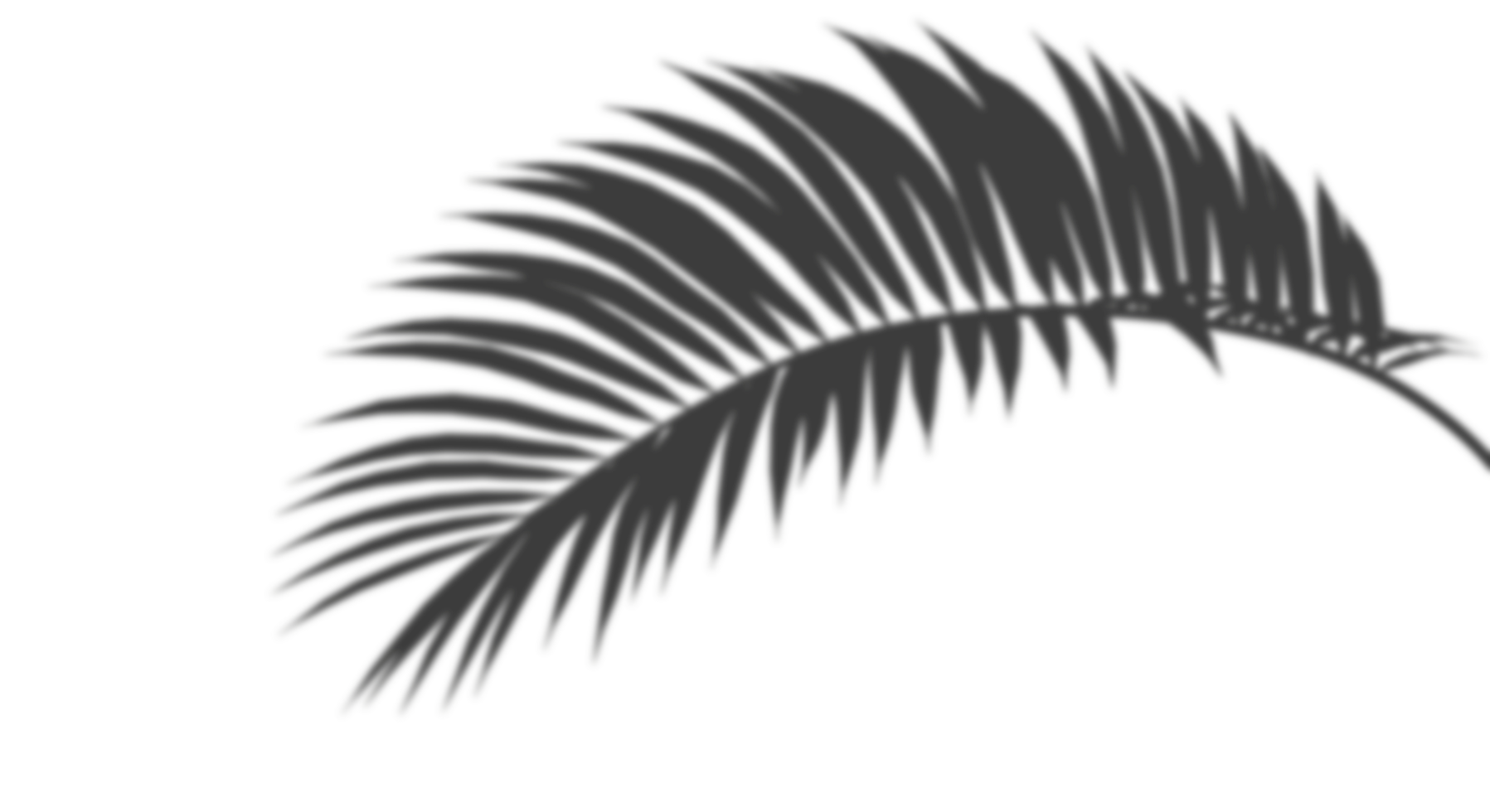 Palm leaf foliage realistic shadow shade cut out backgrounds 3d render file png