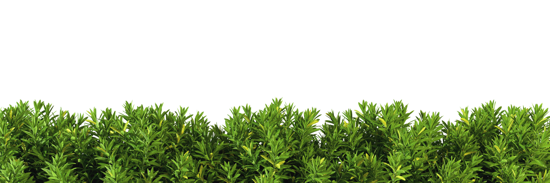 Shrubs green plants fence line cut out backgrounds 3d rendering file png