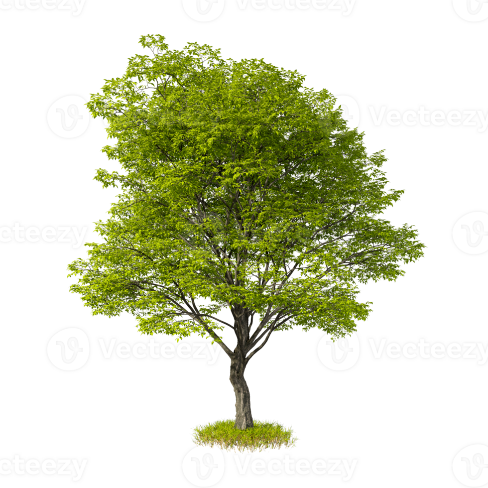 Tree cut out isolated transparent background 3d rendering png
