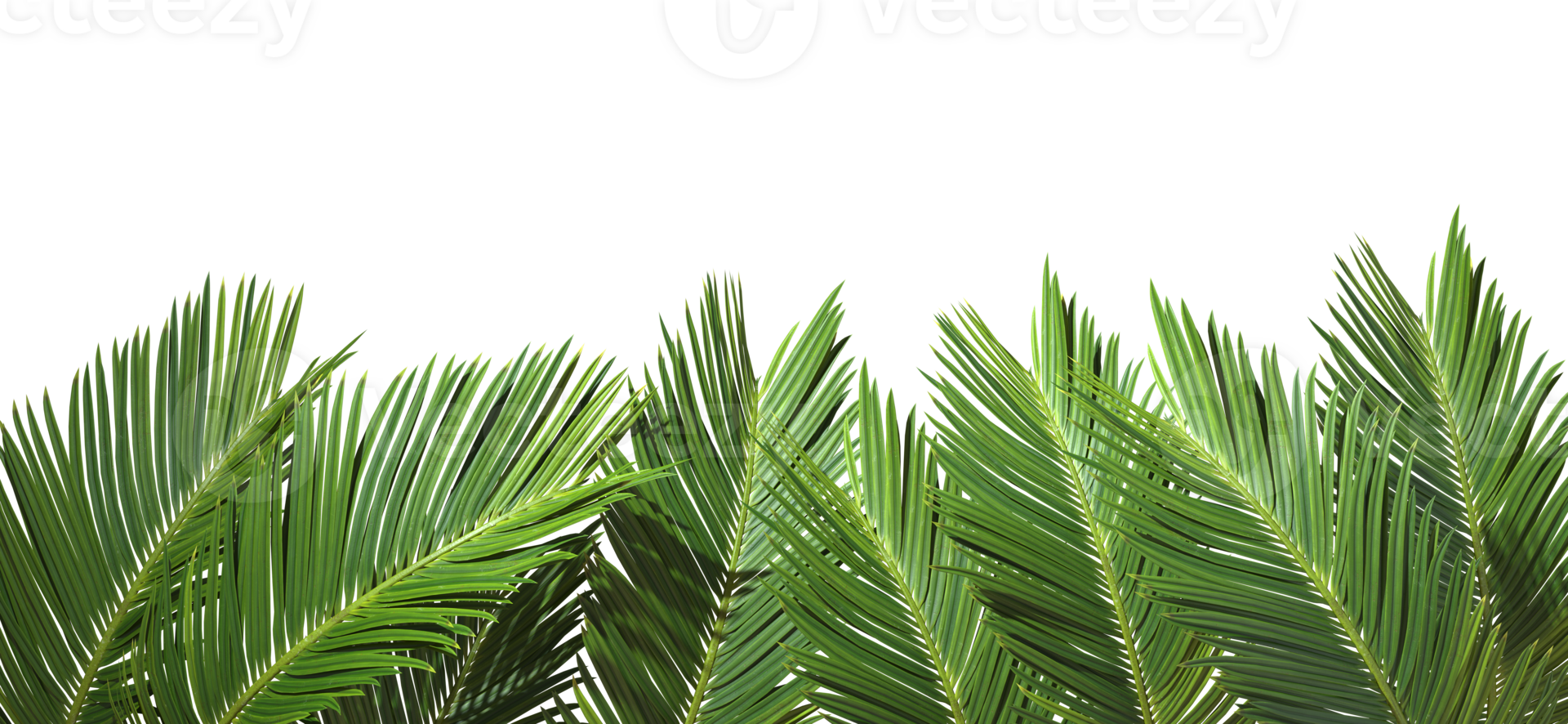 Realistic palm leaves group foregrounds cut out transparent backgrounds 3d rendering png