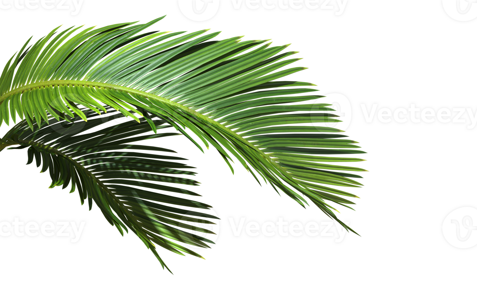 Cut out Palm leaves foliage transparent backgrounds 3d rendering png