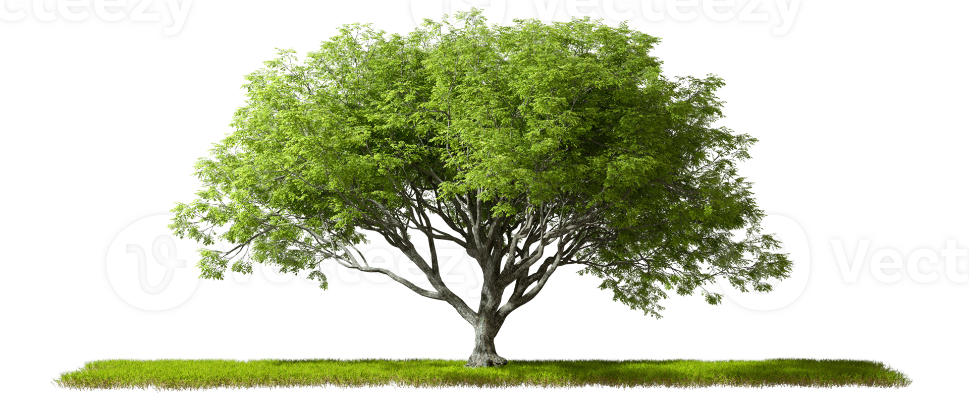 Evergreen nature big trees standing on grass with sunshade cut out transparent backgrounds 3d illustration png