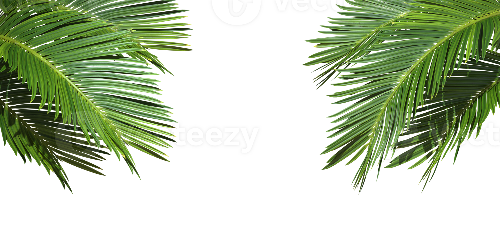 Palm leaf trees cut out backgrounds 3d illustration file png