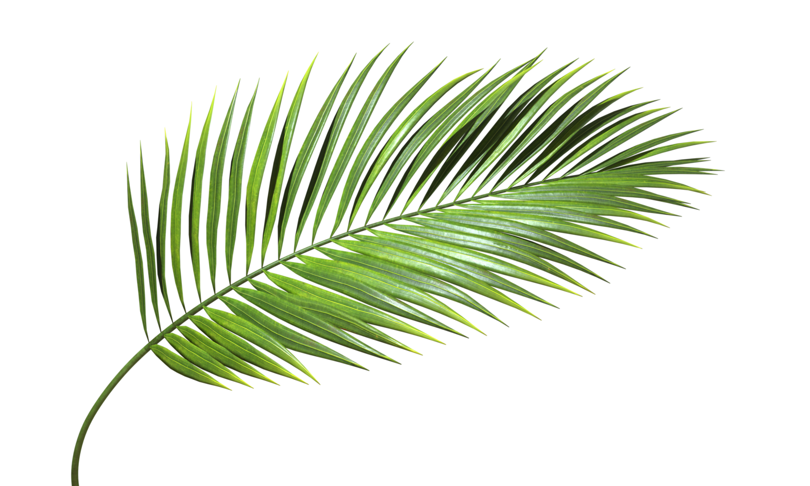 Green palm branch leaves shapes cutout transparent backgrounds 3d rendering file png