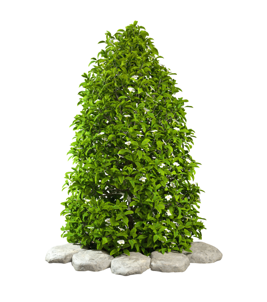 Evergreen bush green tree shape isolated backgrounds 3d rendering file png