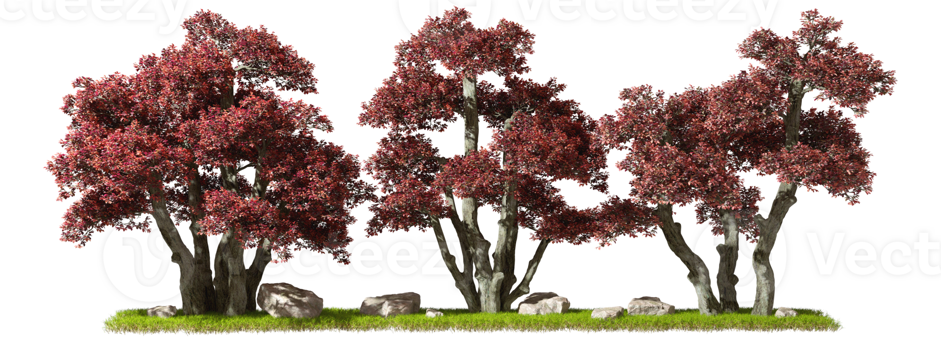 Perennial maroon leaf trees row landscape isolated cut out on transparent backgrounds 3d illustration png