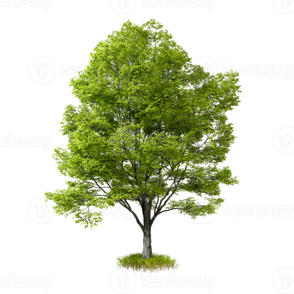 Green tree isolated on transparent backgrounds 3d rendering png