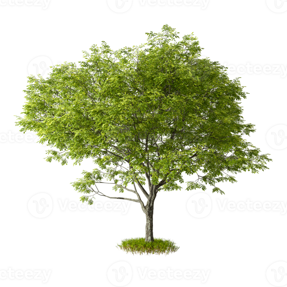 Cut out tree shape on grass isolated background 3d render png
