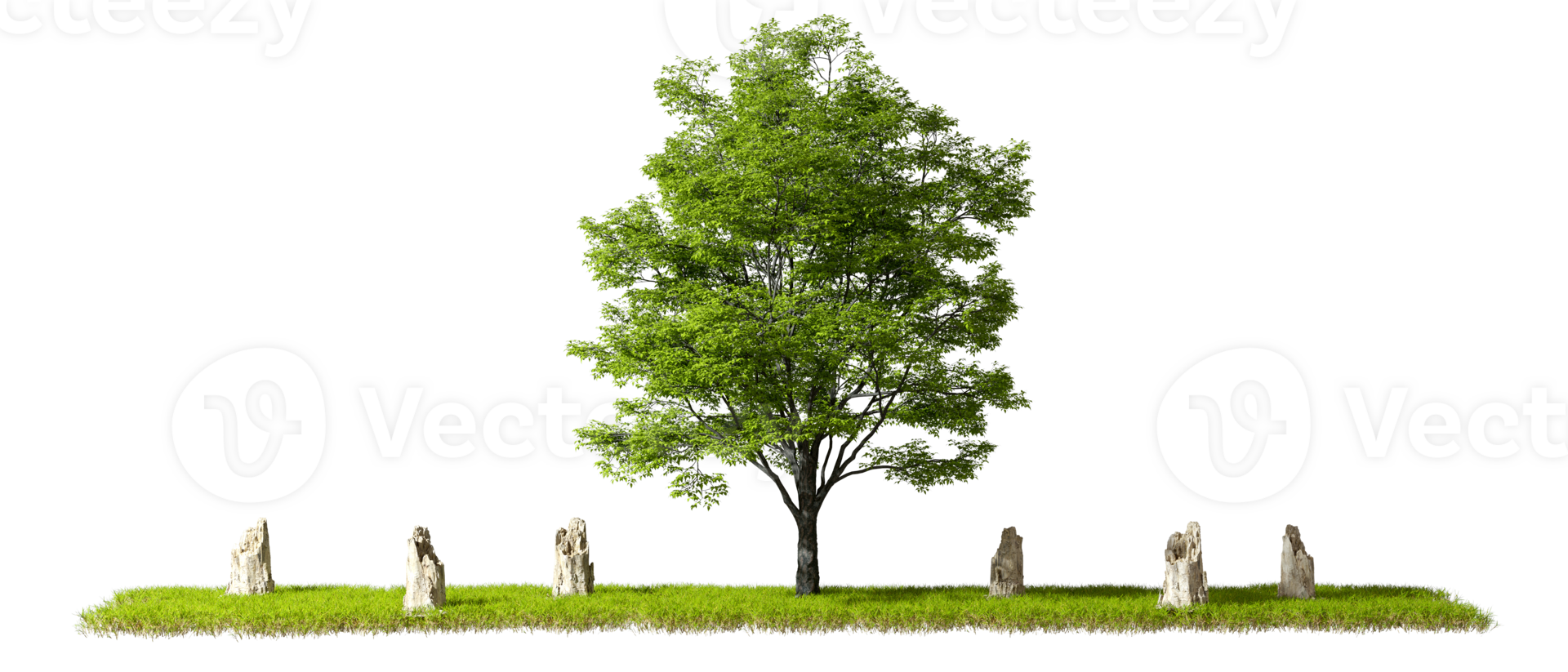 Cut out tree stand alone in Jungle destroyed transparent backgrounds 3d rendering png