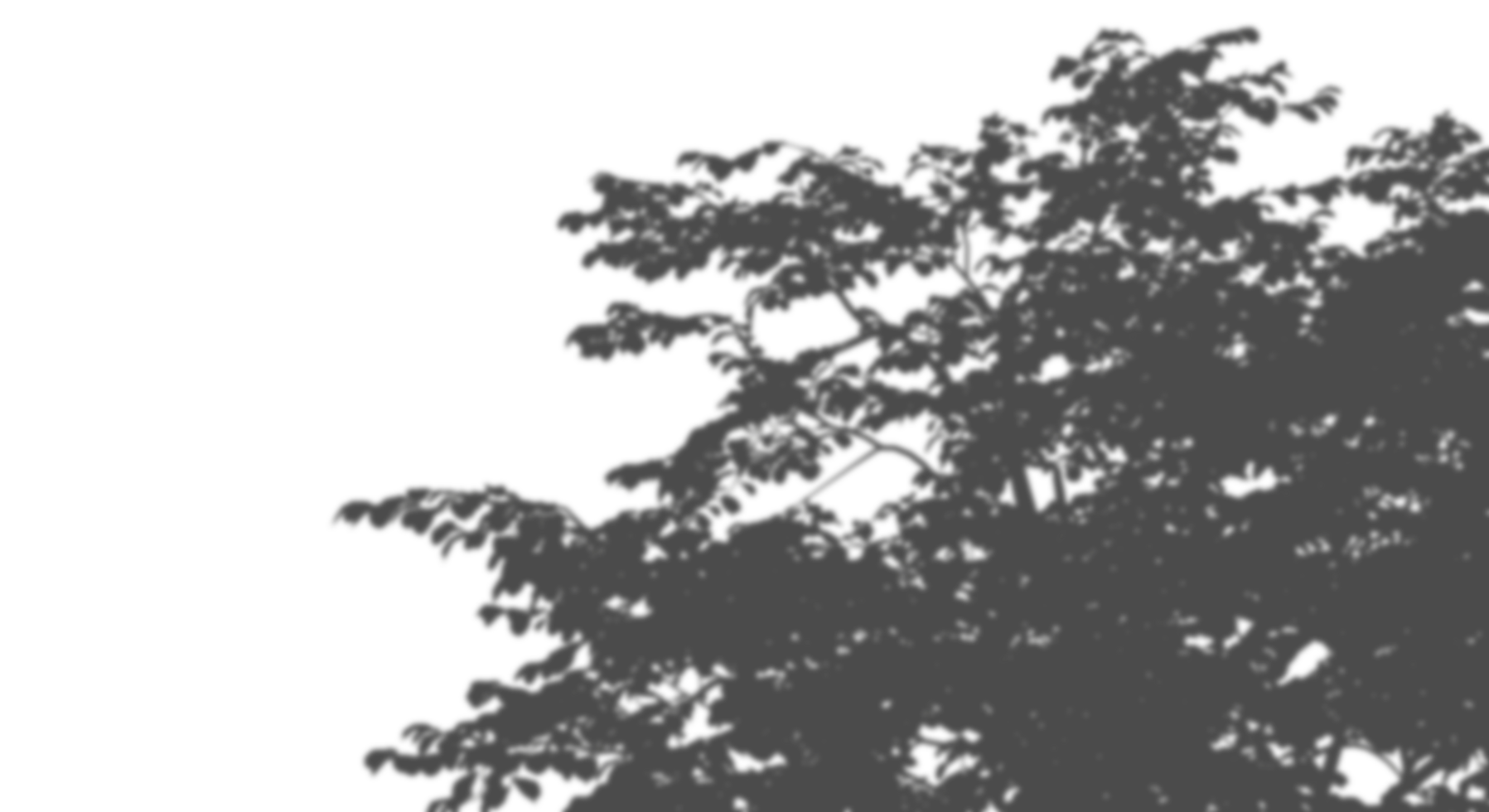 naturaleza árbol hojas sombra Dom ligero sombra cortar fuera antecedentes 3d representación png