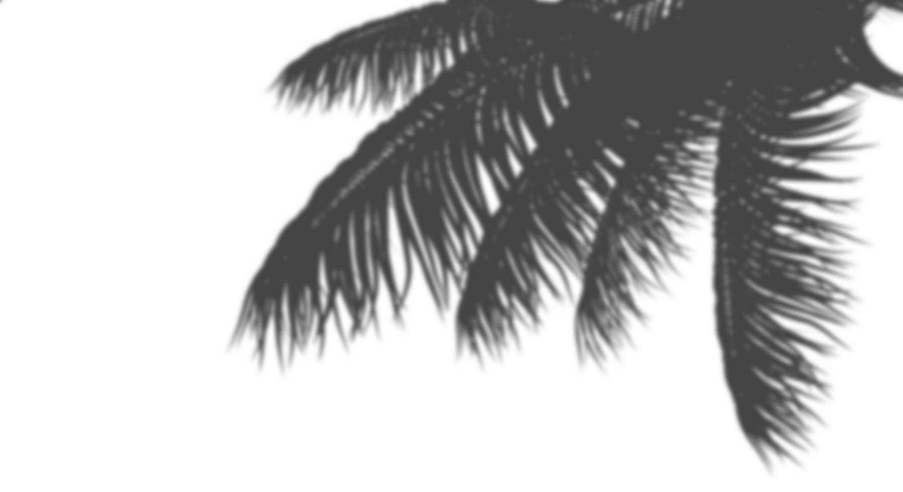 Coconut palm leaves blur shadow shade cut out backgrounds 3d illustration png