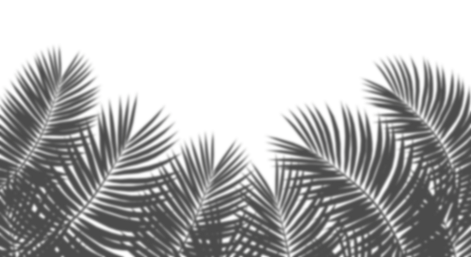 Palm leaves forest blur realistic shadow cut out backgrounds 3d rendering png