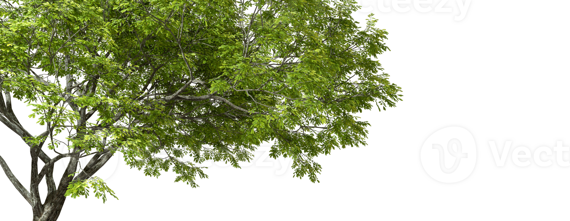 Green tree isolated transparent backgrounds 3d rendering png