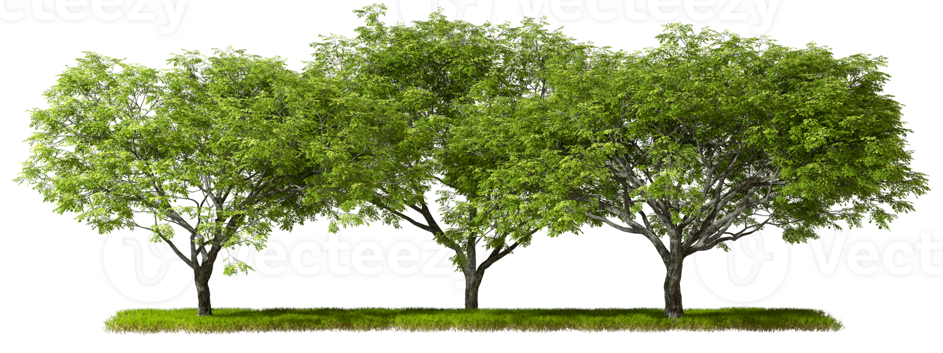 Forest trees row isolated on transparent backgrounds 3d rendering file png