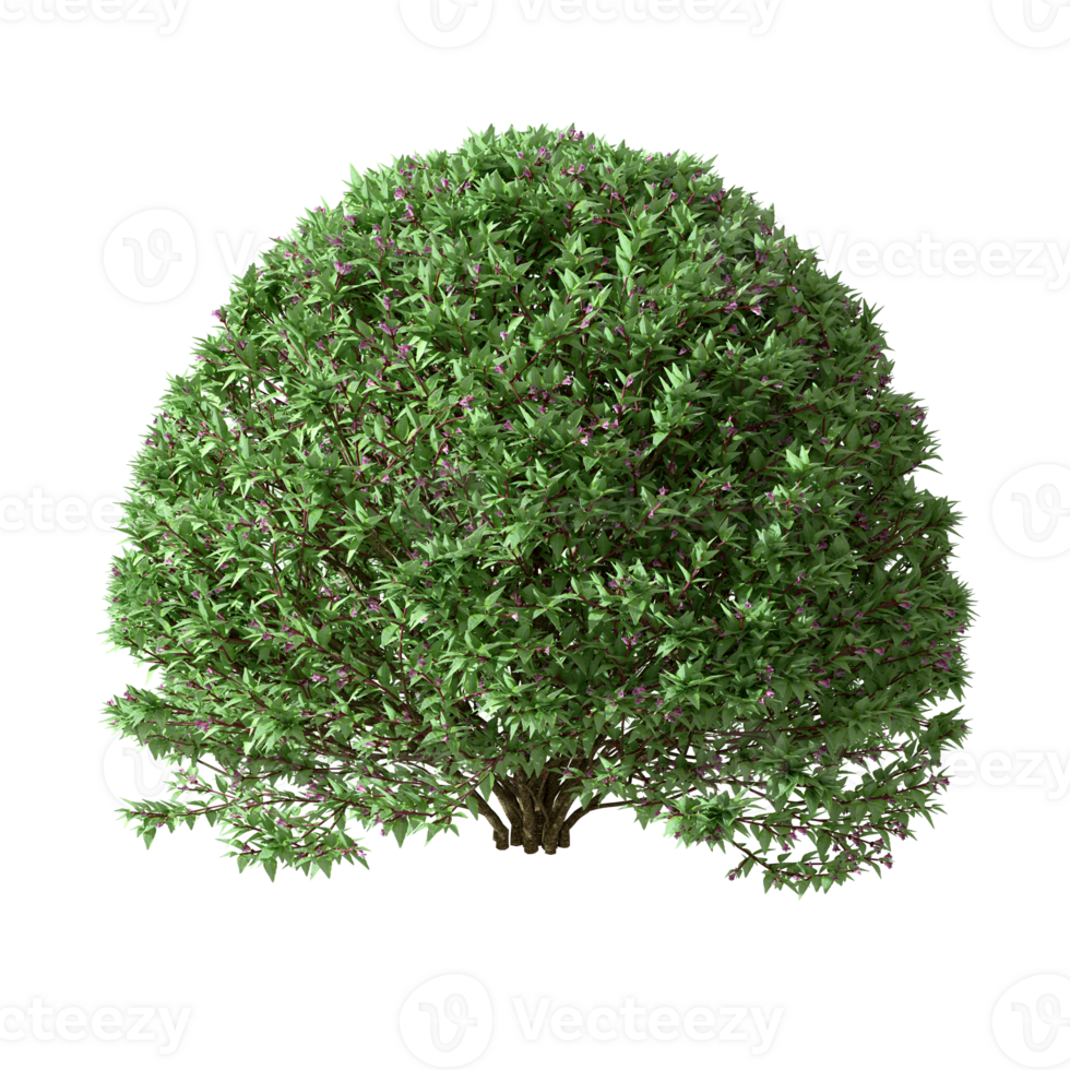 Decorative form green shrubs tree shapes isolated transparent backgrounds 3d rendering png