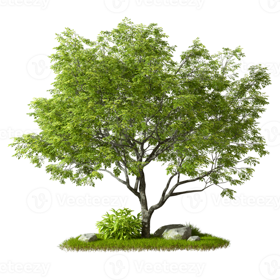 Couper en dehors Célibataire vert arbre forme sur herbe isolé sur transparent arrière-plans 3d le rendu png