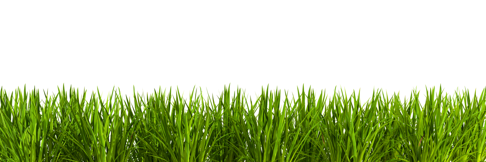 Grün Natur Gras Wiese Landschaftsbau Schnitt aus transparent Hintergründe 3d Rendern Datei png