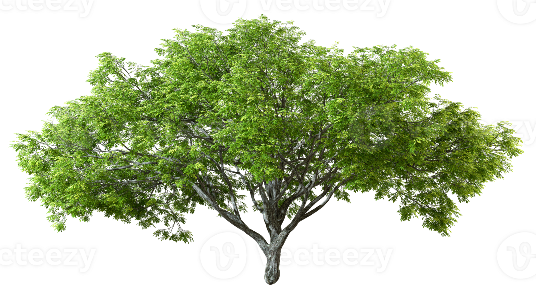 Green perennial big tree shape sunlight shade cut out isolated backgrounds 3d rendering file png
