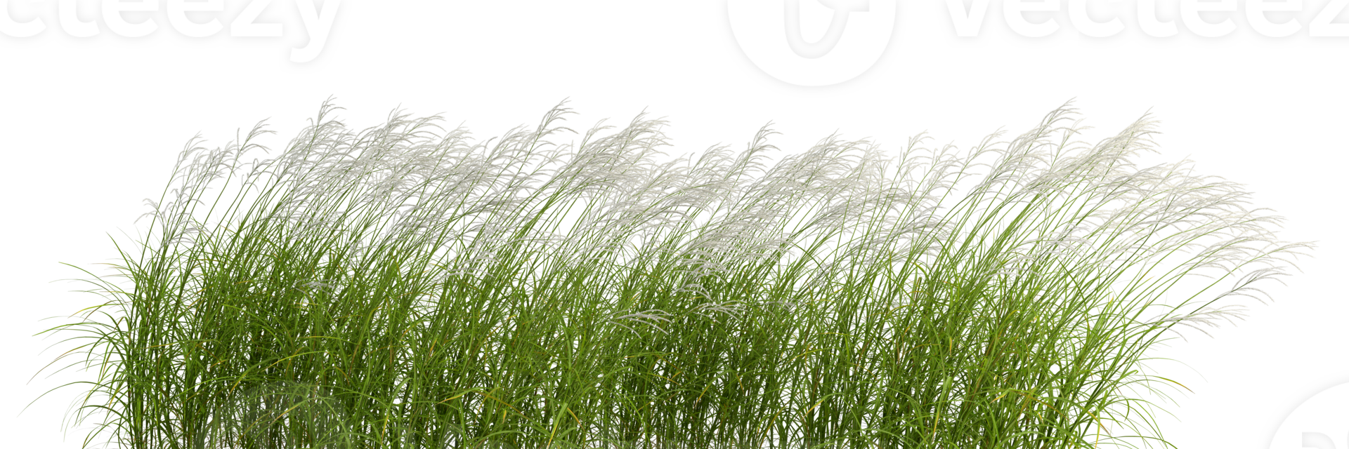Nature grass meadow flow cut out backgrounds 3d rendering file png
