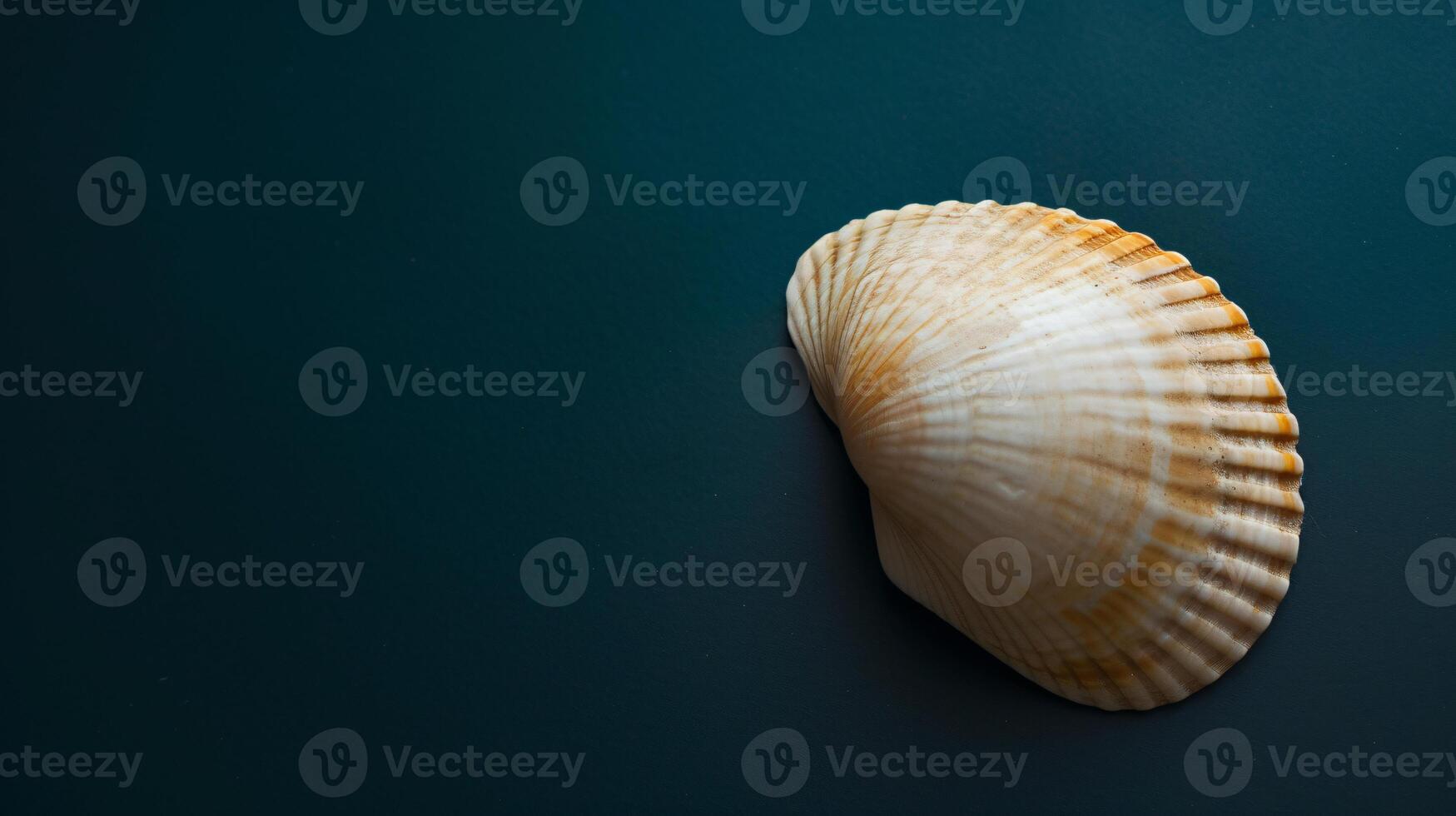 A single seashell, delicately placed against a colored background, captures the essence of the ocean photo