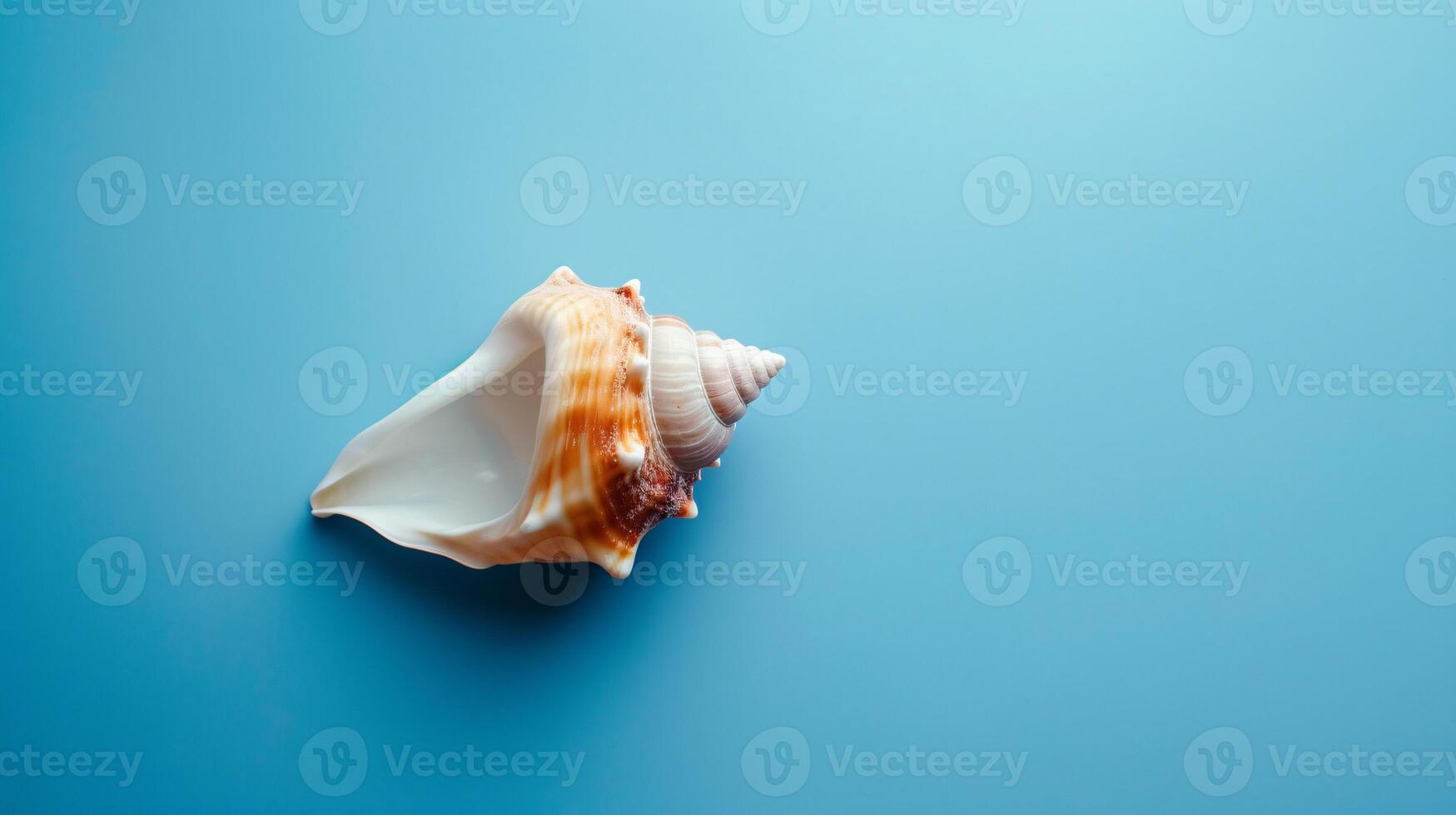 A single seashell, delicately placed against a colored background, captures the essence of the ocean photo