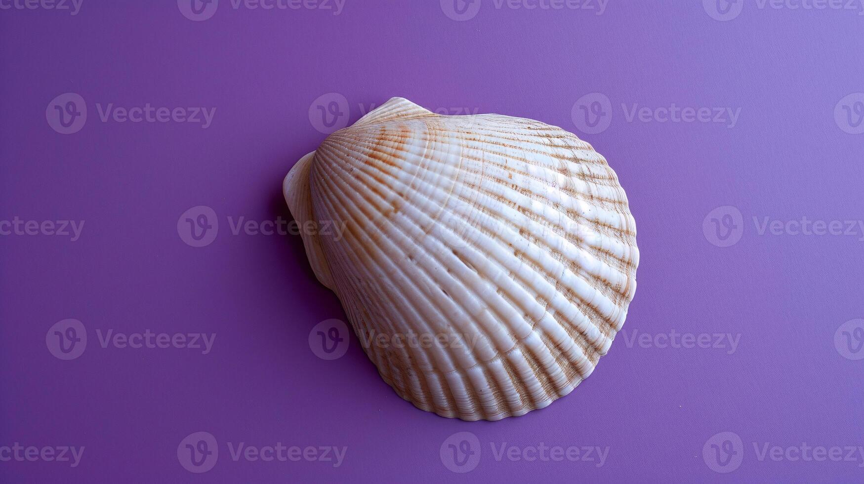 A single seashell, delicately placed against a colored background, captures the essence of the ocean photo