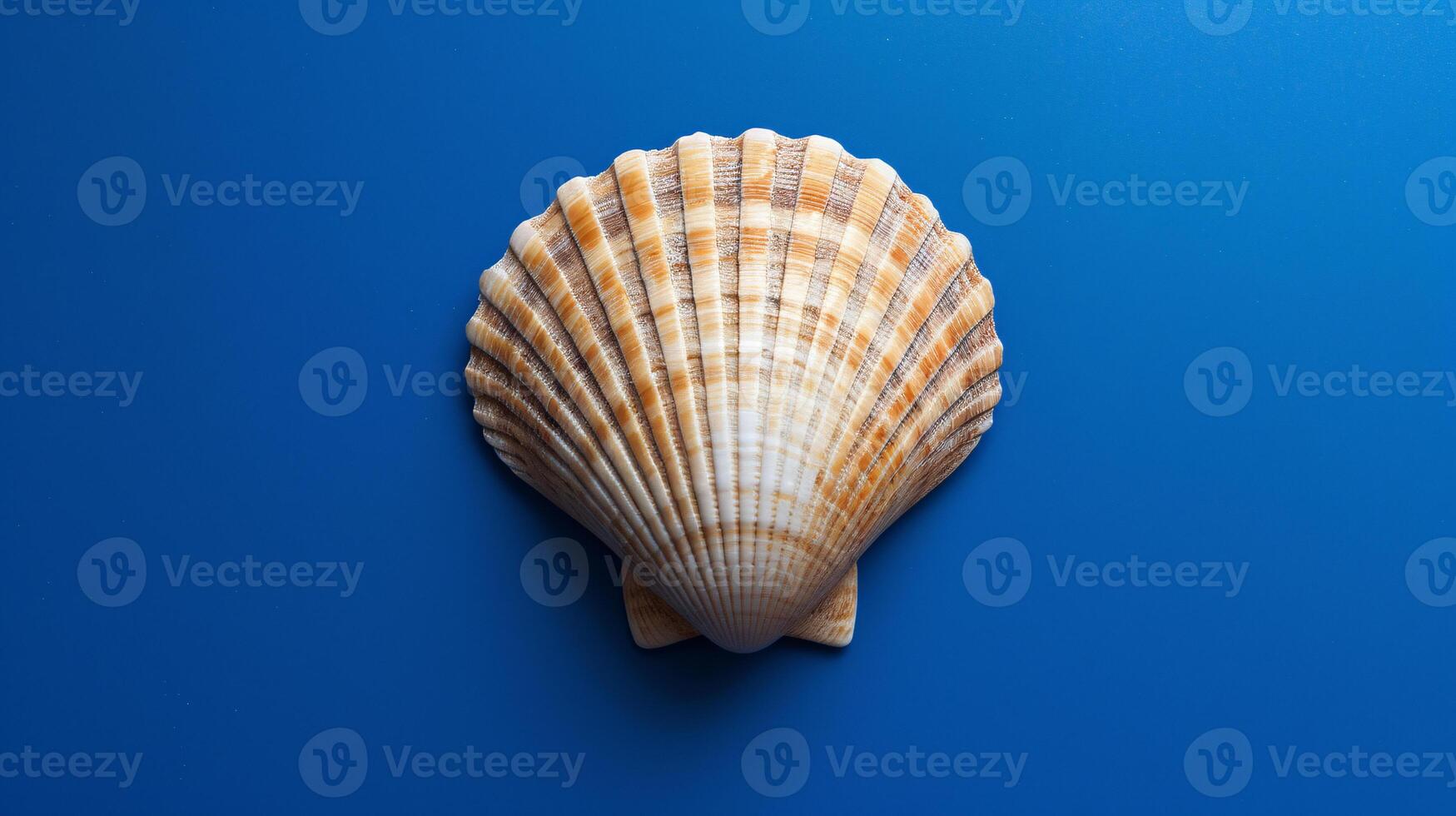 A single seashell, delicately placed against a colored background, captures the essence of the ocean photo