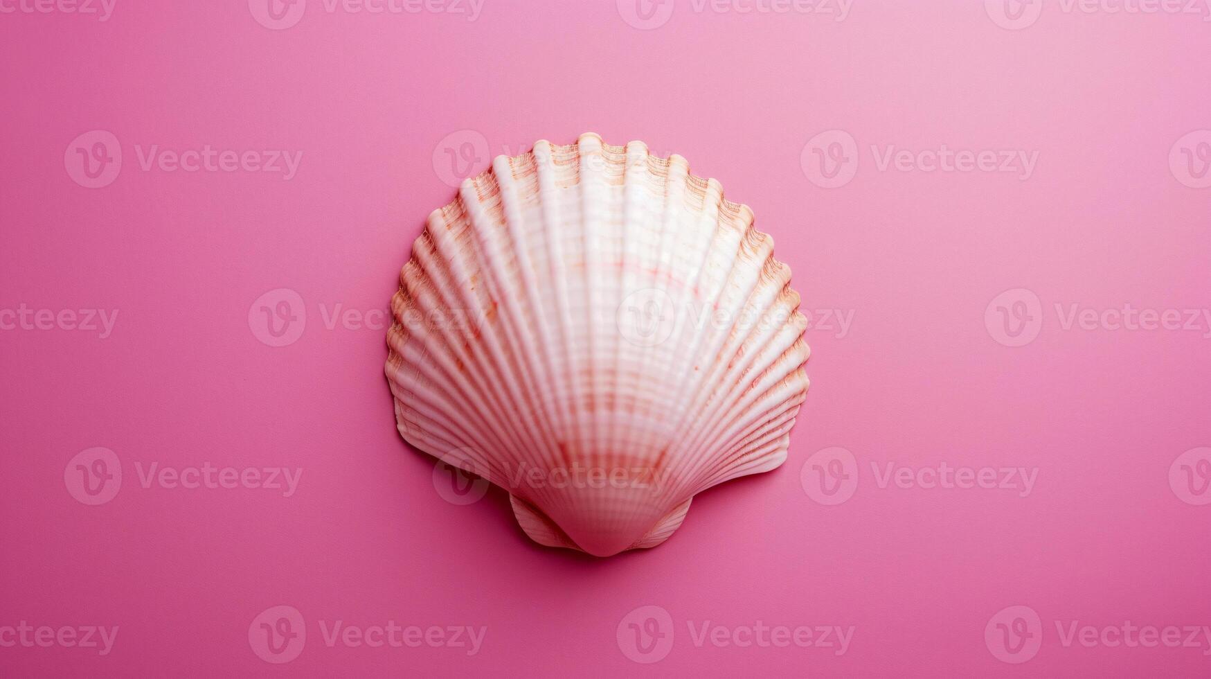 A single seashell, delicately placed against a colored background, captures the essence of the ocean photo