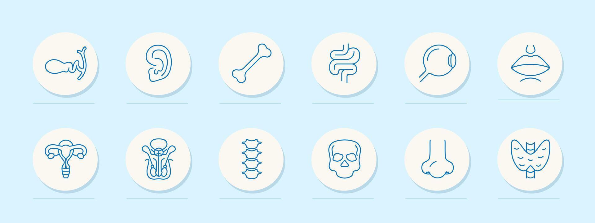 Organs set icon. Female reproductive organ, pelvis, skull, skeleton, bone, ear, intestinal tract, spine, vertebrae, eye, lips, mouth, nose, numbering. Self care concept. line icon. vector