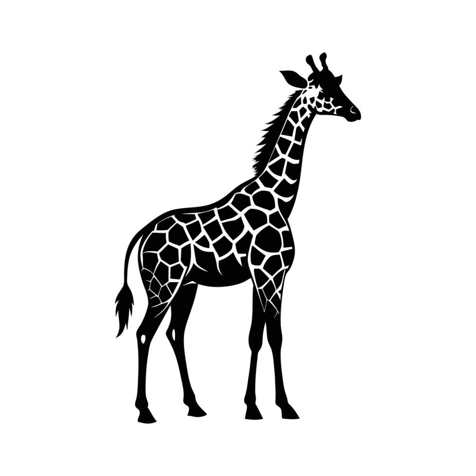 A giraffe with a black and white drawing on white background vector