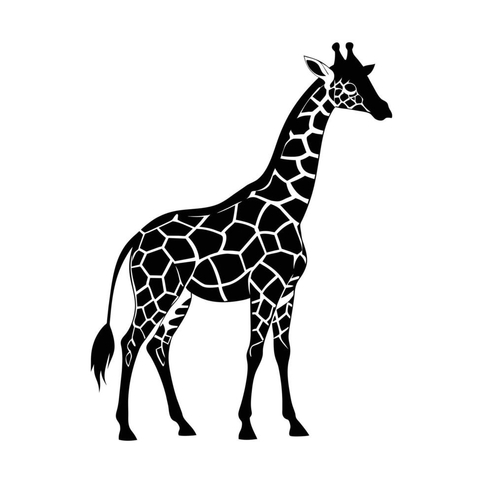 A giraffe with a black and white drawing on white background vector