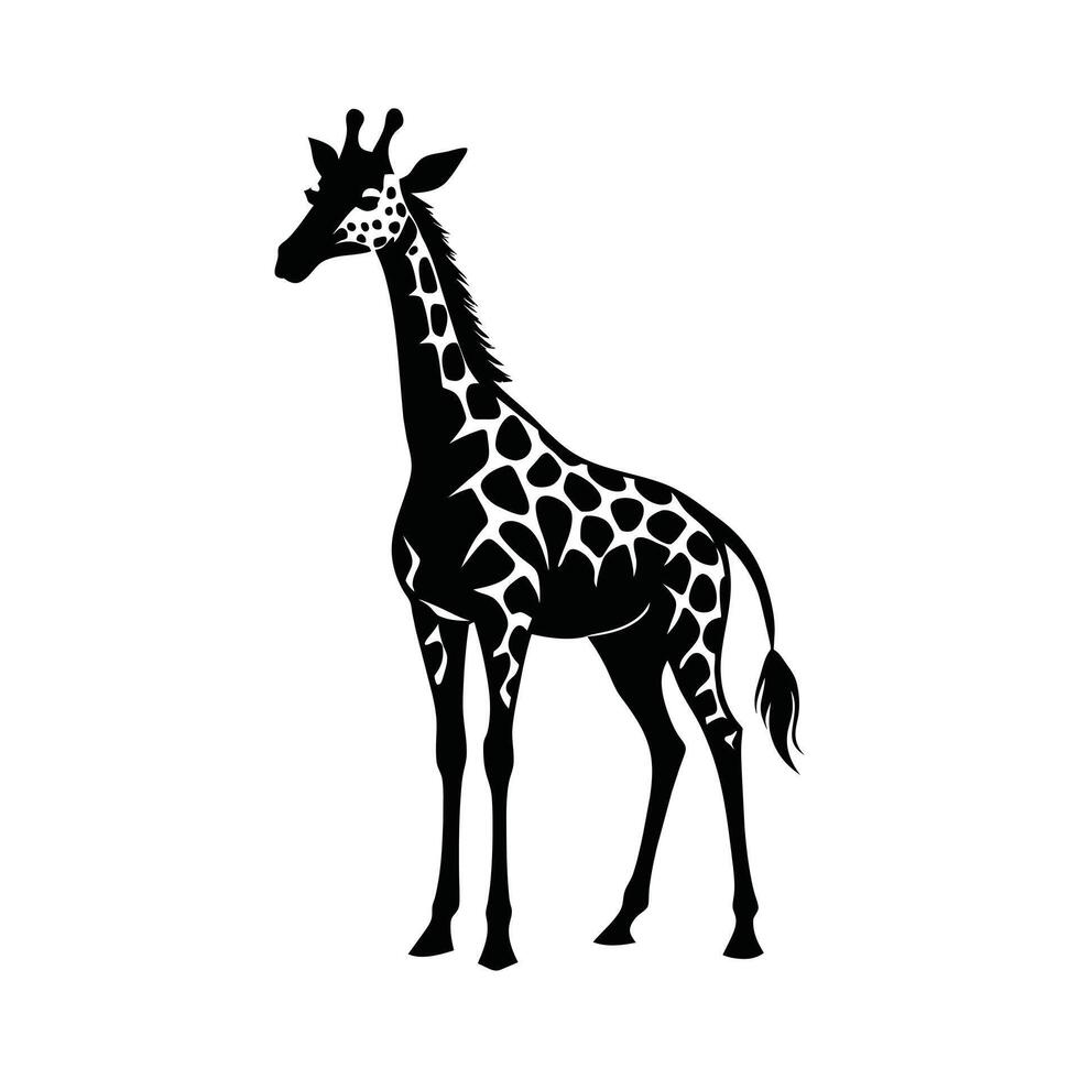 A giraffe with a black and white drawing on white background vector