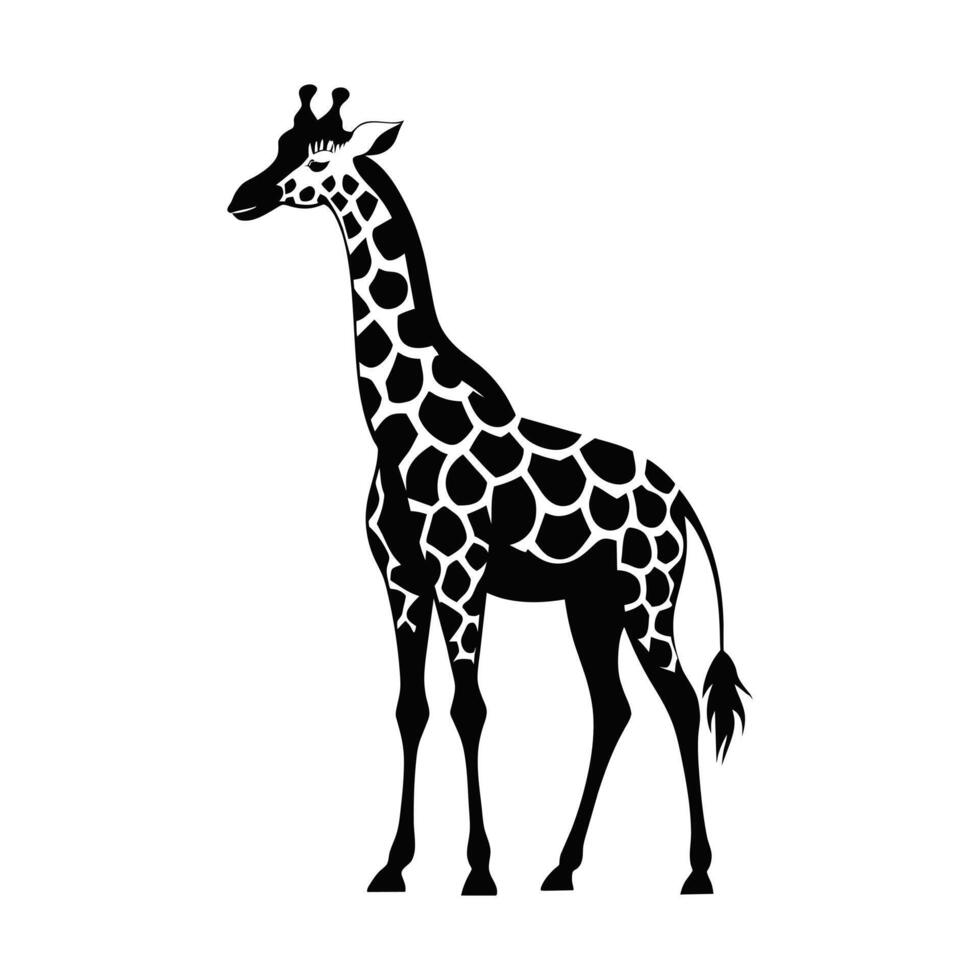 A giraffe with a black and white drawing on white background vector