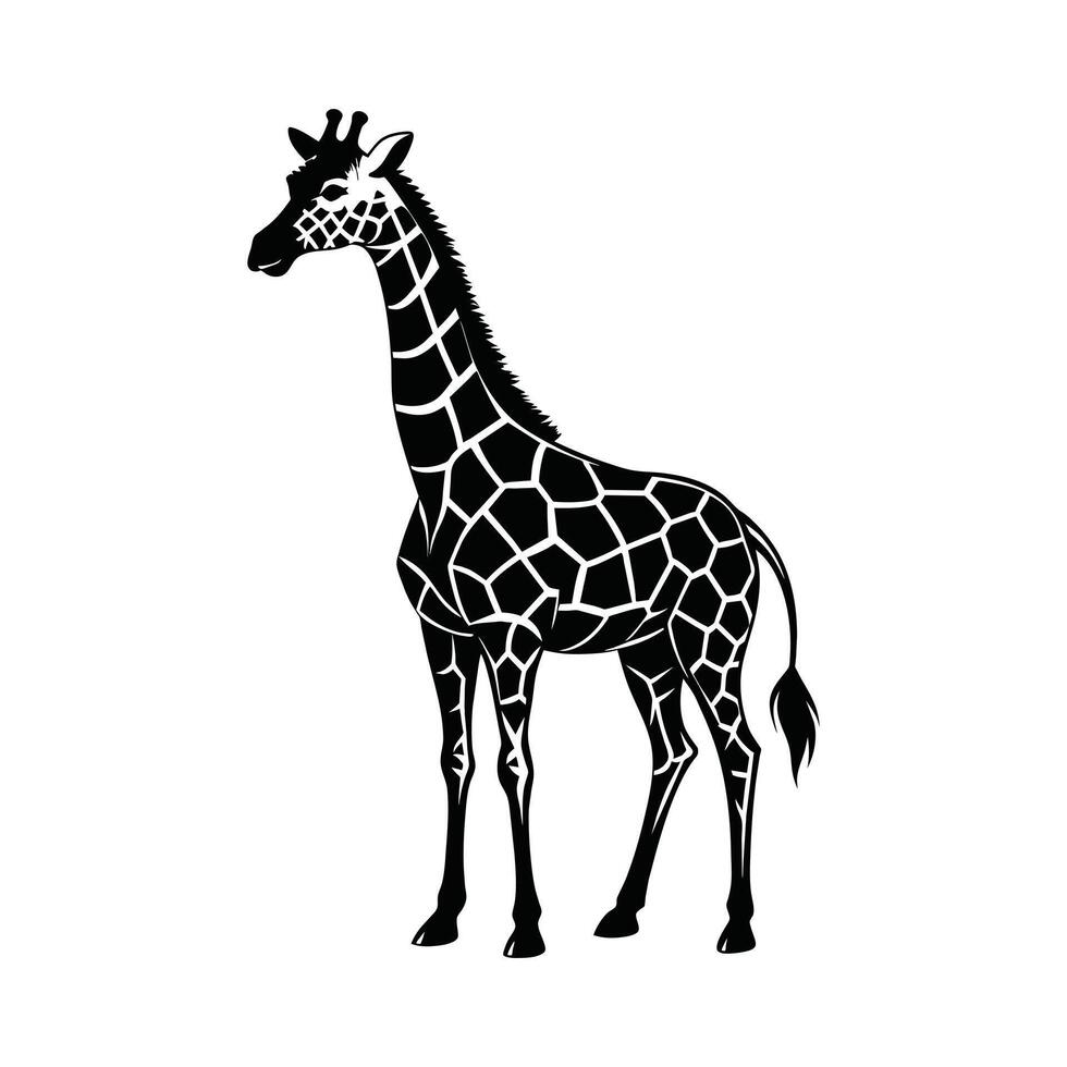 A giraffe with a black and white drawing on white background vector