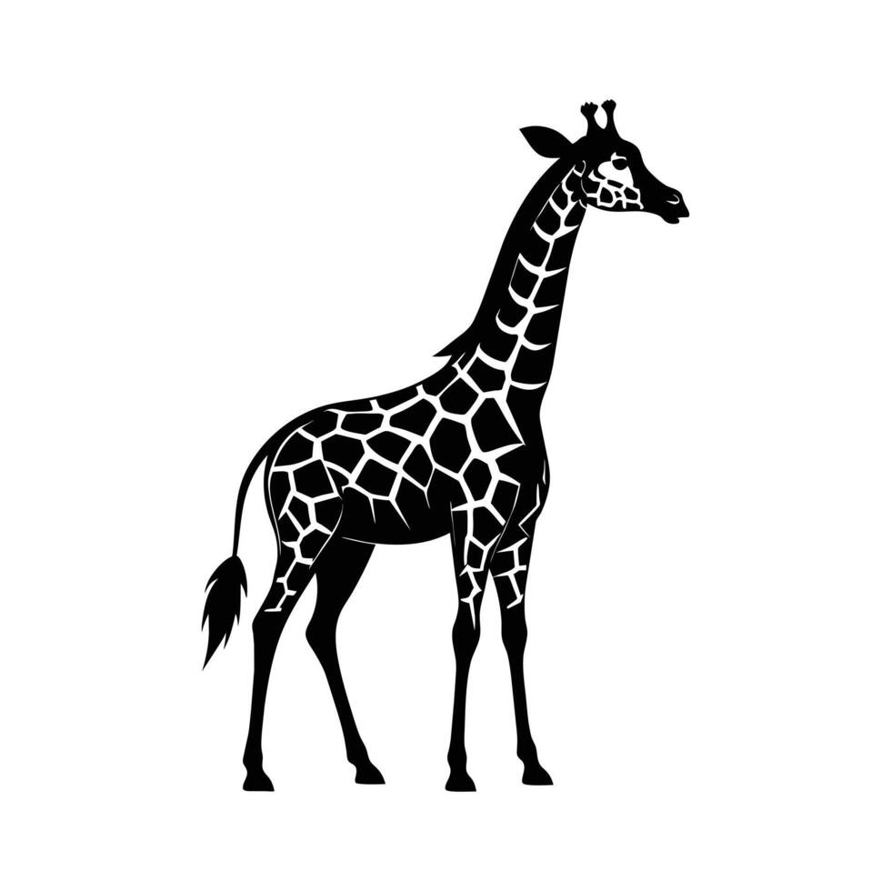 A giraffe with a black and white drawing on white background vector