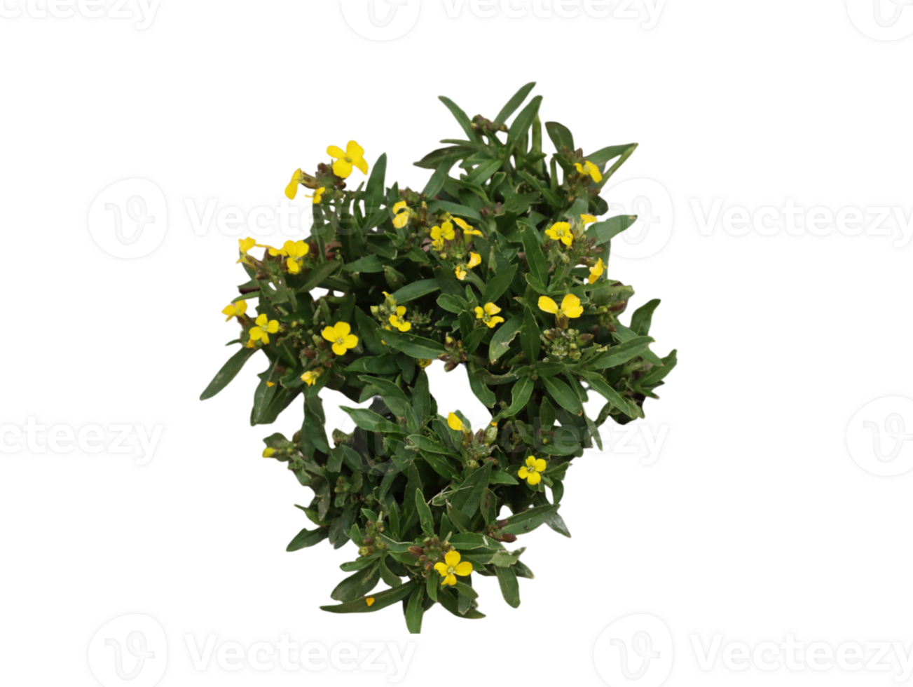 Vibrant erysimum grandiflorum in bloom png