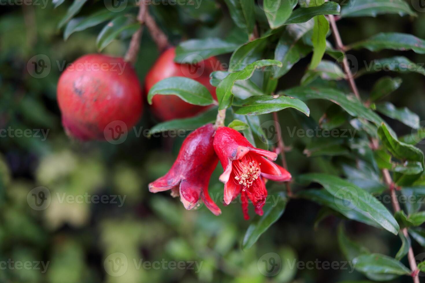 Crimeson red flower of pomegranate blooming on branch and leaves. photo
