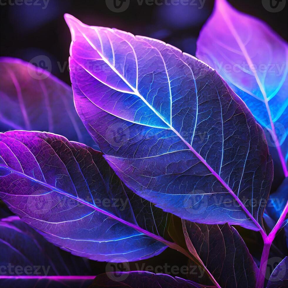 purple leaves on a dark background photo