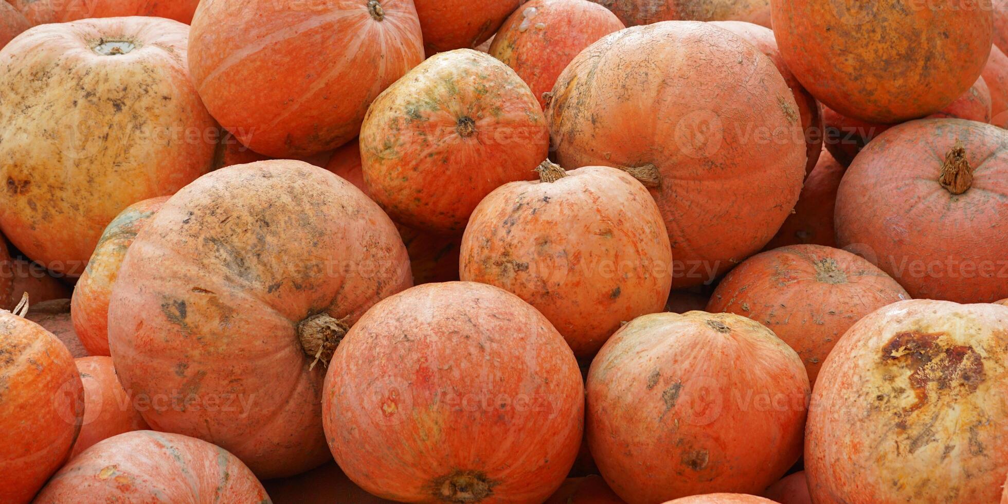 Pumpkins background. Orange, ripe pumpkin theme. photo