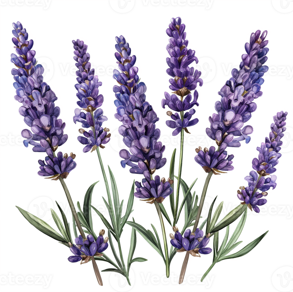 A bunch of purple lavender flowers are arranged in a row png