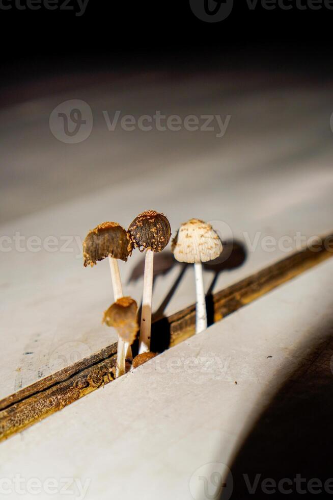 Close-up view of mushrooms growing in gaps in wooden planks. photo