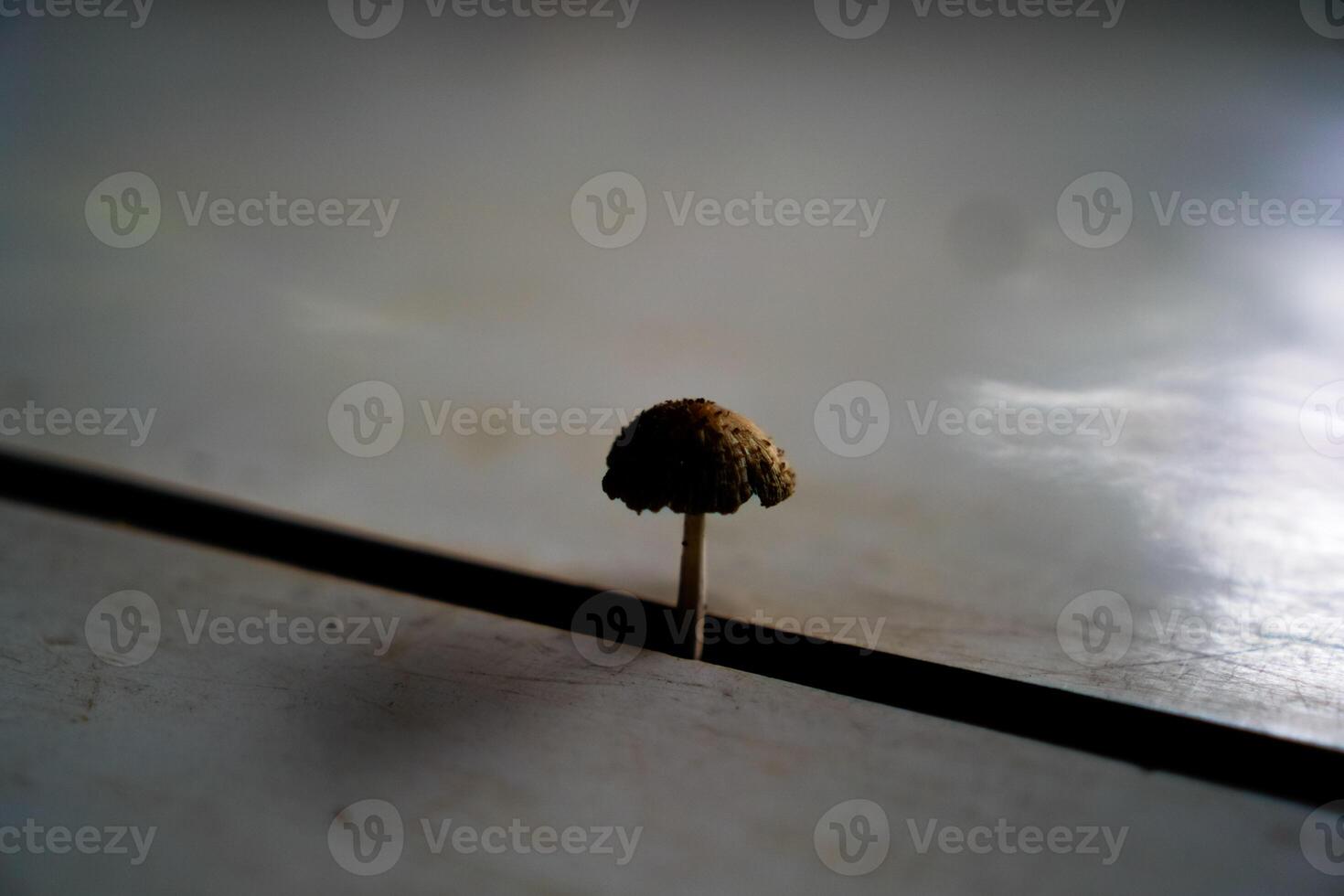 Close-up view of mushrooms growing in gaps in wooden planks. photo