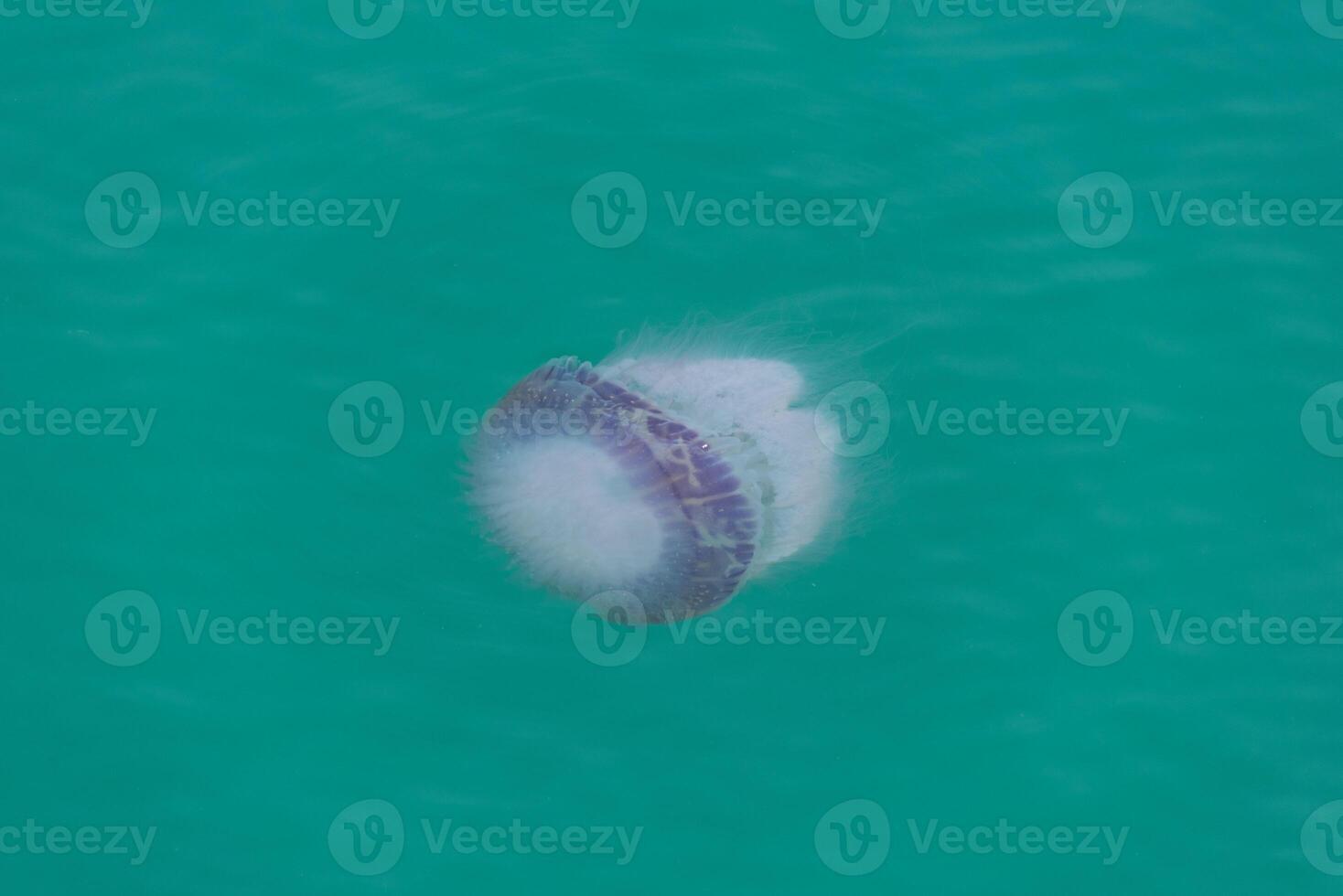 Medusa flotante en turquesa Oceano agua. foto