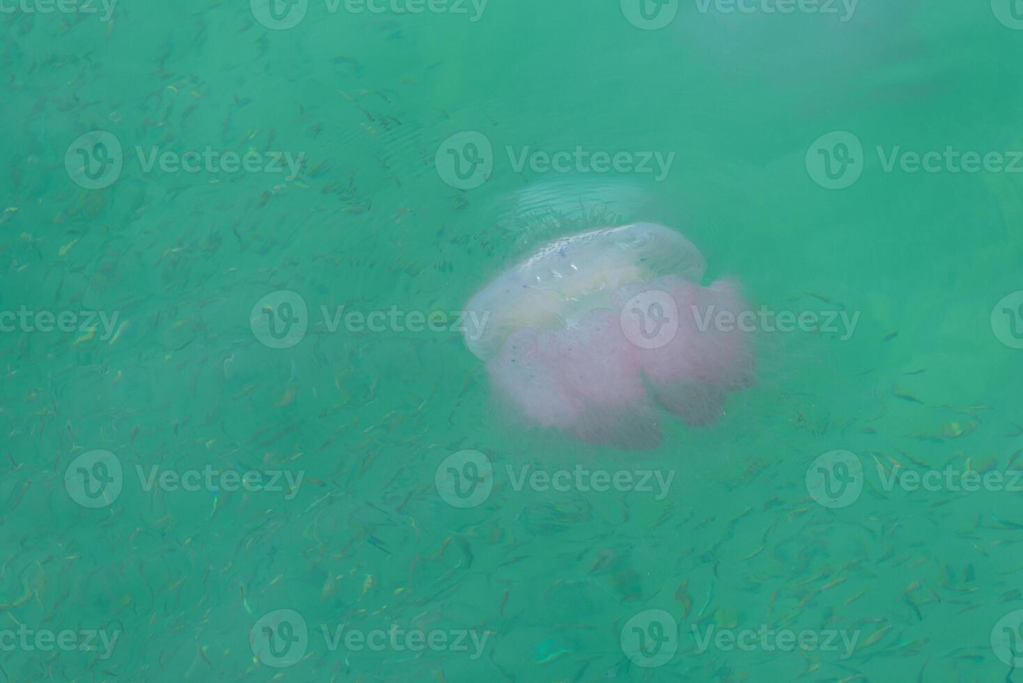 Jellyfish amidst school of fish in green sea photo