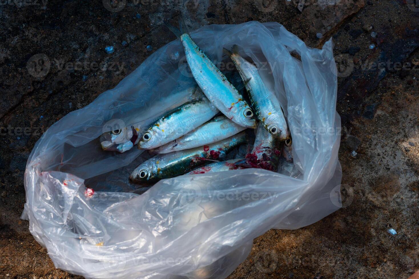 Fresh sardine fish in a plastic bag on ground photo