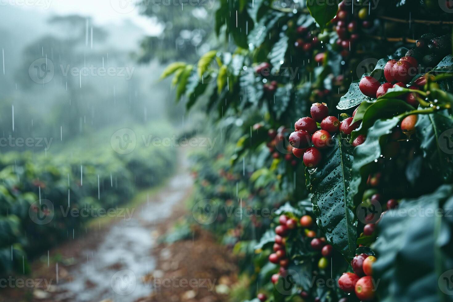 Coffee bushes with ripe coffee beans in the rain. Generated by artificial intelligence photo